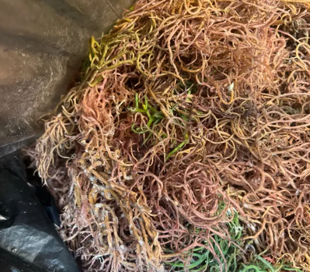 this-is-what-happens-to-your-body-if-you-eat-sea-moss-every-day-quizzable